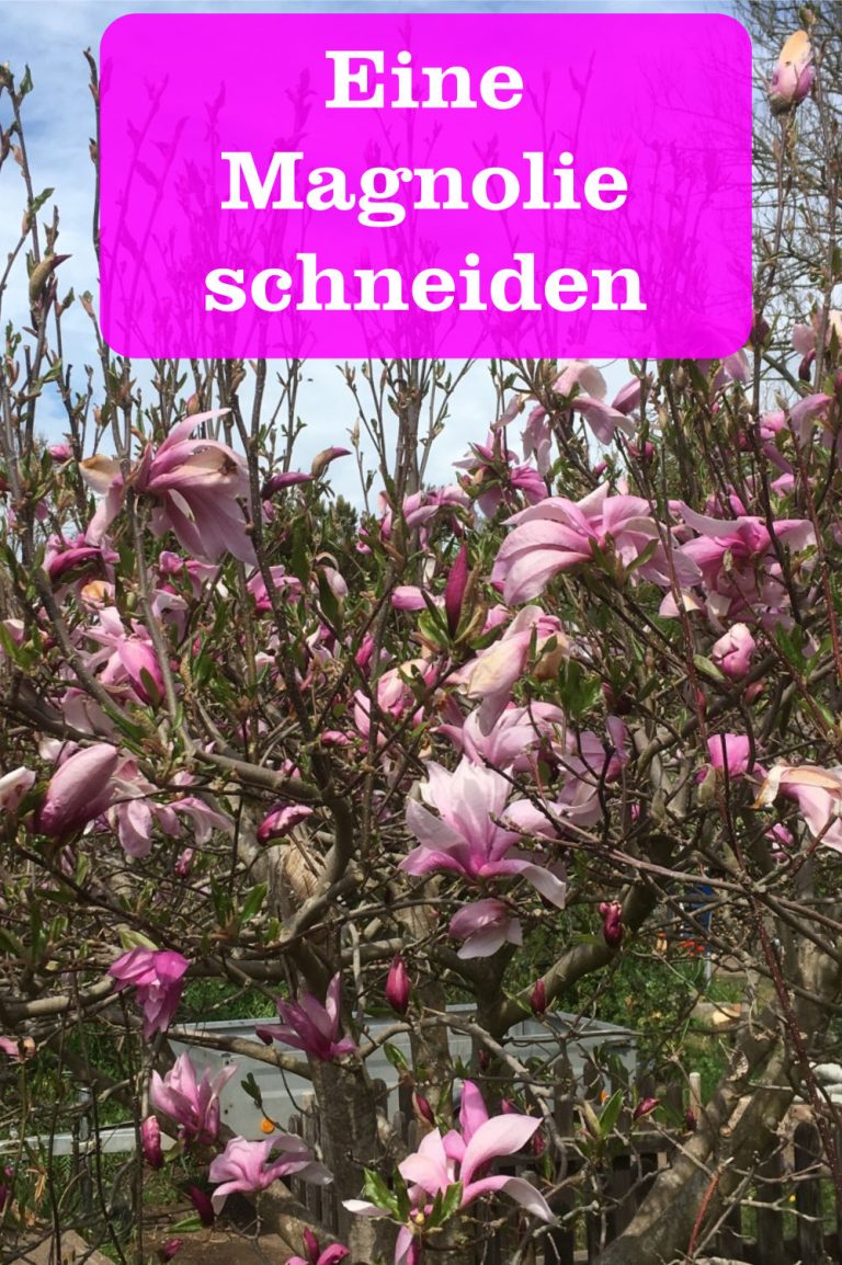 Eine Magnolie schneiden » GartenBob.de der Garten Ratgeber