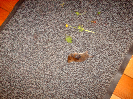 Was Kann Man Gegen Mause Tun Gartenbob De Der Garten Ratgeber