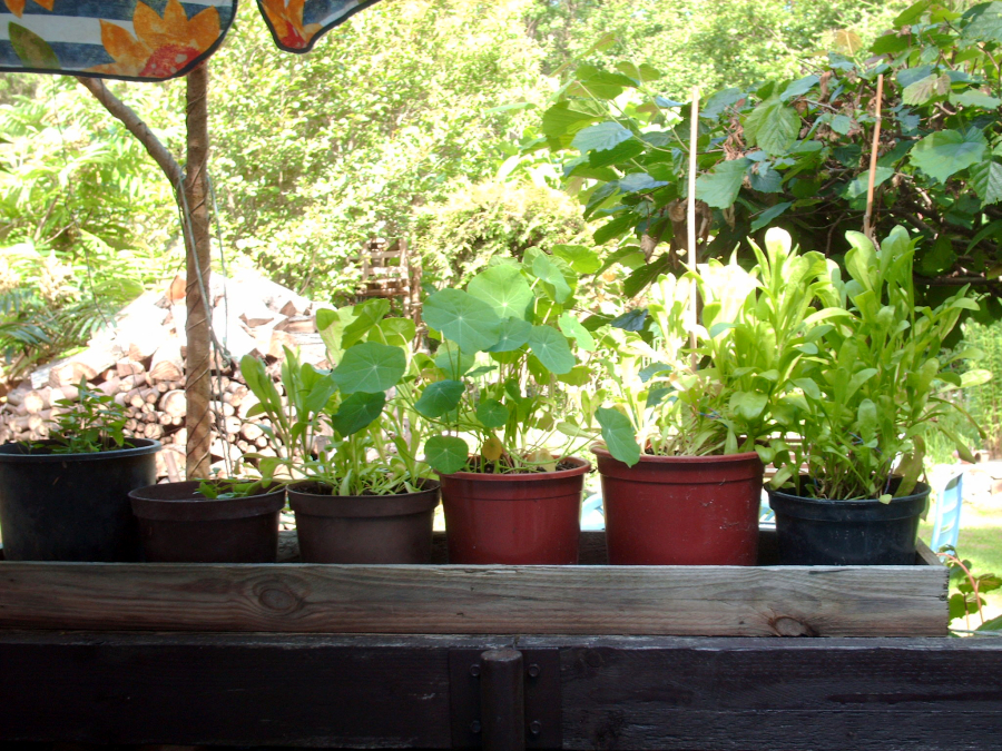 Pflanzen für den Balkon