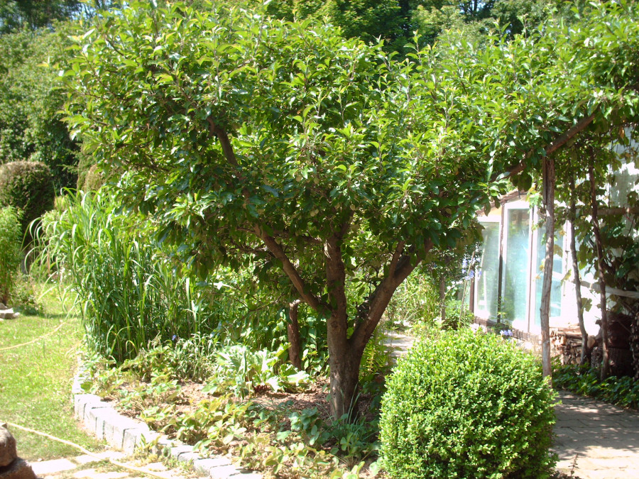 Buchsbaum im Garten