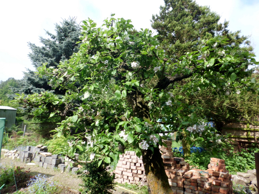Apfelbaum Garten