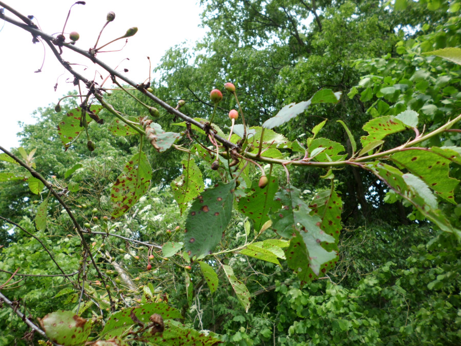 Kirschbaum braune Flecken