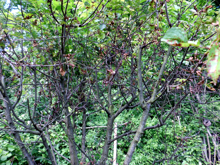 braune Flecken Kirschbaum
