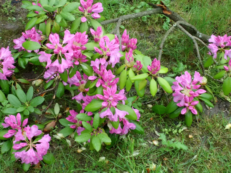 Blüte Magnolie
