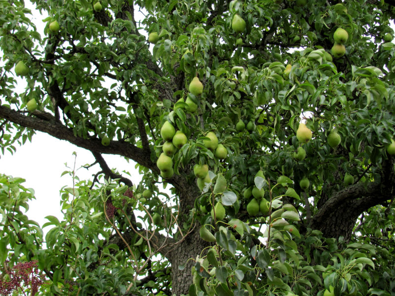 Birnbaum wirft Früchte ab