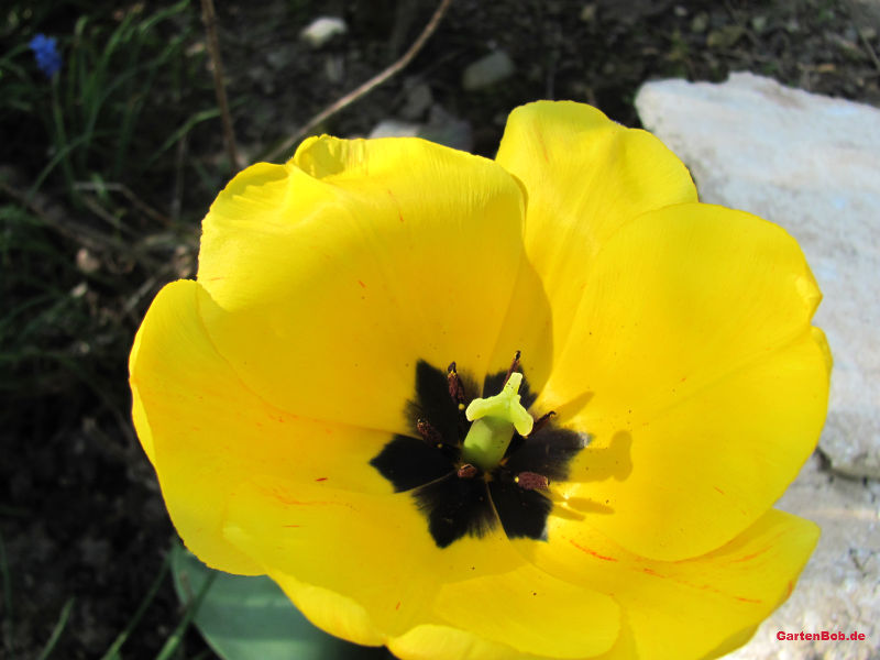 Aus der Nähe betrachtet sieht die gelbe Tulpe noch schöner aus.