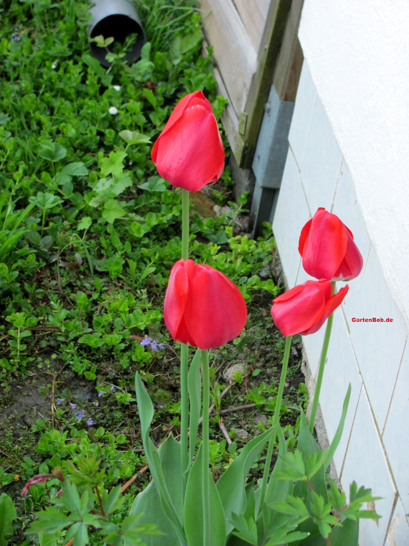 Erst wenn die Sonne aufgeht, öffnen sich auch die Blüten der Tulpen.