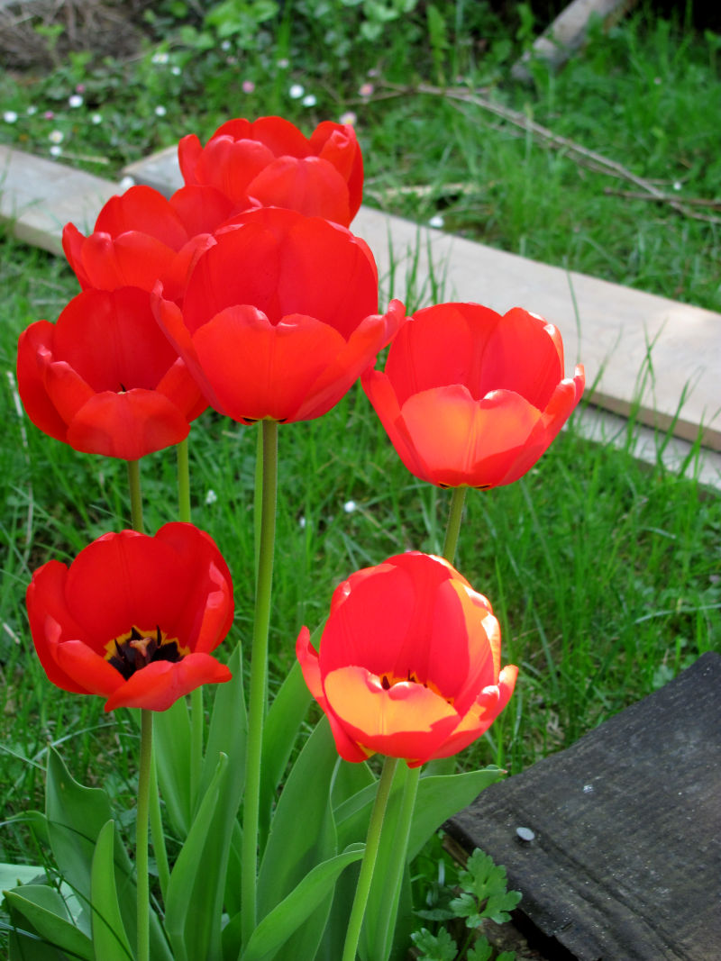 Tulpen Garten