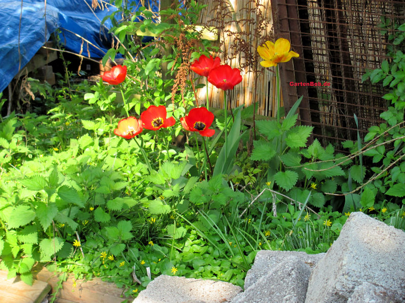 Tulpen lassen sich überall im Garten integrieren.