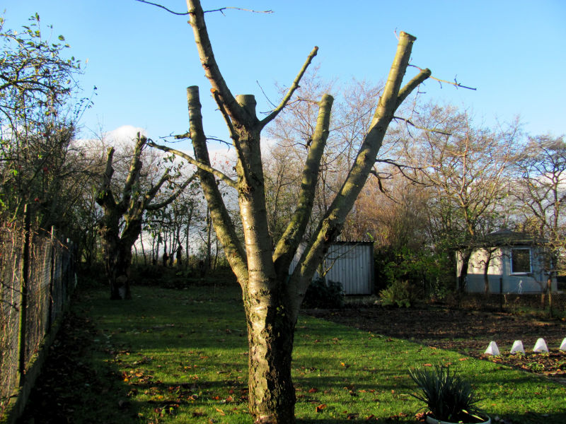 Obstbaum zu stark zurückgeschnitten