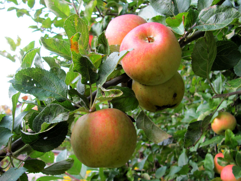 Früchte am Apfelbaum haben Stiche