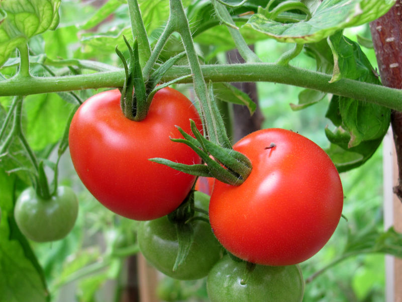 Große rote Tomaten