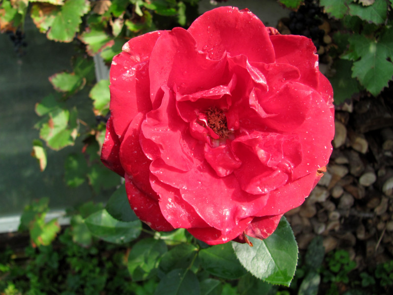 Gartengestaltung Rose