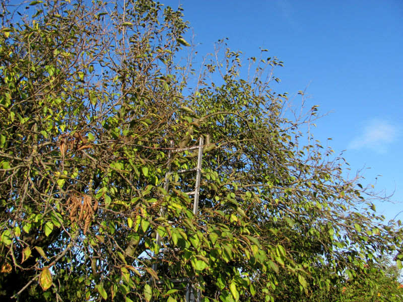 Pflaumenbaum zurückschneiden 3