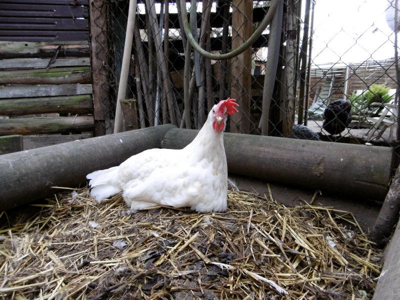 Misthaufen im Hühnerstall