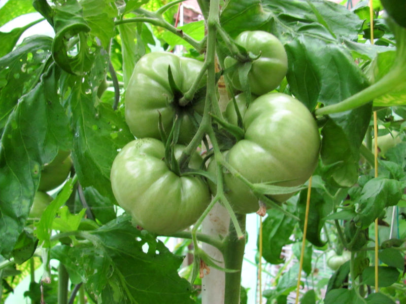 Tomatenpflanzen drehen Blätter