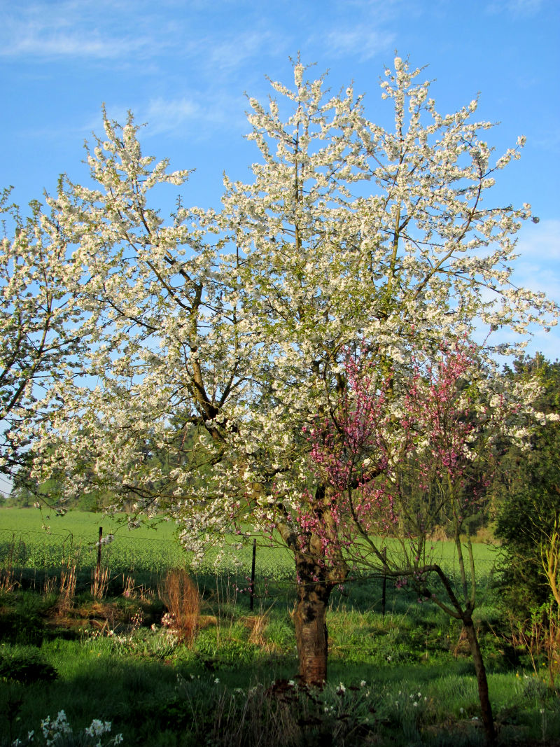 Kirschbaum wirft vorzeitig Blüten ab