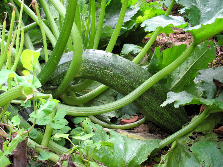Gemüse Garten